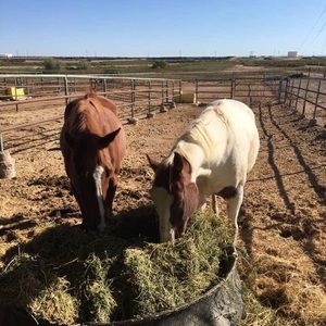 Meet your Posher, Randy